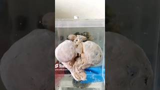 Uterus with fetus specimrn mounting video😨👍🏻baby fetus babyshorts museum cutebaby uterus [upl. by Rebeka]