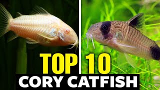 Top 10 Cory Catfish Types  The Best Catfish For Your Aquarium [upl. by Solegna450]