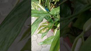 Aglaonema Aracea Plant🪴 shorts aglonema trending ytshorts garden plants song tamil short [upl. by Rozanna]