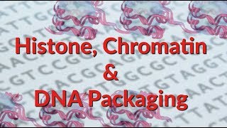 Histone  Chromatin  Nucleosome  DNA Packaging [upl. by Attennot]