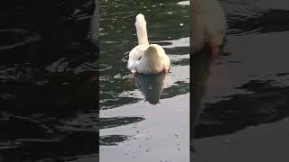 Swan swimming swan shorts birds viralvideo nature [upl. by Aniras444]