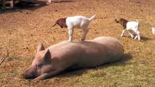 Baby Goat Dancing on a Pig Song [upl. by Ynnig320]