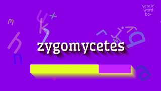 ZYGOMYCETES  HOW TO PRONOUNCE ZYGOMYCETES zygomycetes [upl. by Morita]