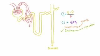 Inulin and PAH and their use in measuring GFR and RPF [upl. by Lodovico]