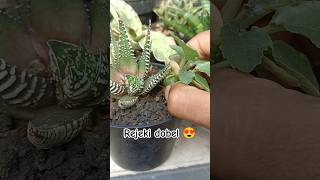 Rejeki Dobel‼️Setelah Sebulan Haworthia beranak bonus Dorstenia aridzona rejeki haworthia [upl. by Huei181]