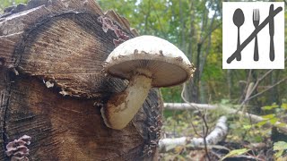 Łuskwiak topolowy Hemipholiota populnea Jaworzno [upl. by Hsitirb]