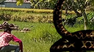 anaconda Snake shortfilm  part 2 vfx st tv [upl. by Monteith]