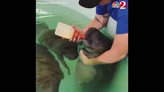 Adorable video shows baby manatee being bottle fed [upl. by Schoenburg545]