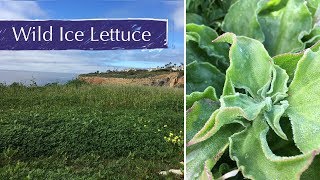 Ice Plant Wild Food [upl. by Herschel]