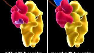 IRES  Internal RibosomeBinding Sequence [upl. by Suidualc]