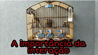 Aprenda a técnica da INTERAÇÃO e faça seu Pássaro Cantar Muito mais [upl. by Kreegar]