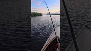 Fishing a mangrove shoreline at sunrise and catching a snapper mangroves inshorefishing sunrise [upl. by Llertnad669]