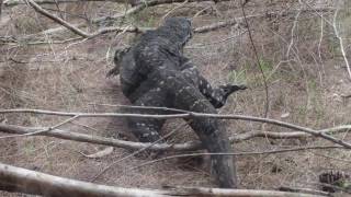 Goanna v Currawong [upl. by Zere885]