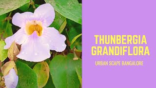 How to transplant and take care of Thunbergia GrandifloraBengal Clock Vine Kukua Loti in Assamese [upl. by Einobe951]