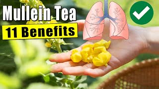 11 Mullein Tea Amazing Benefits [upl. by Caesar126]