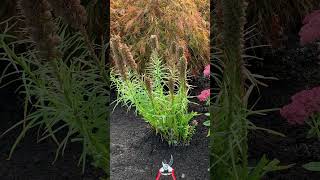 Liatris cutback you decide on timing perennials landscaper gardening plants gardening [upl. by Zehc895]