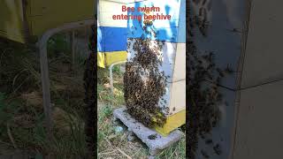 Extraordinary Honey Bees Behavior Beehives Surveillance Swarming [upl. by Edin112]