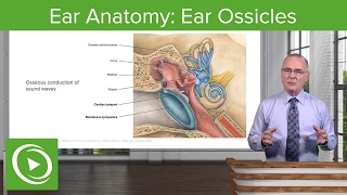 Ear Anatomy Ear Ossicles– Brain amp Nervous System  Lecturio [upl. by Adiuqram]