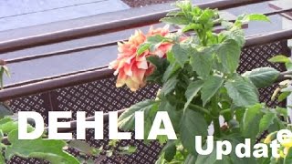 Saving Dahlias II How To Remove And Store Dahlia Tubers II Dahlia cutting update [upl. by Derwood]