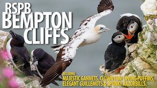 Bempton Cliffs  Bempton Cliffs  Gannets Puffins and more [upl. by Eikcin880]