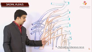 THE SACRAL PLEXUS Gross anatomy  Dr G Bhanu Prakash Usmle Animated Lectures [upl. by Ettelocin]