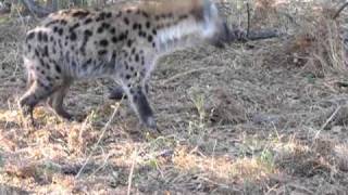 Wild dogs attack Hyena trying to steal their food [upl. by Damita852]