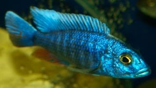 sciaenochromis fryeri  cichlid [upl. by Ailekahs]