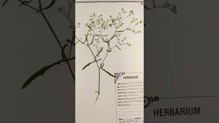 Herbarium file🌿 part 2 viralshort trending ytshorts [upl. by Alfonse]