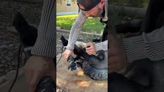 Shearing a 4H Lamb 🐑 with Heiniger Xprt electric clippers ✂️ [upl. by Spearing]