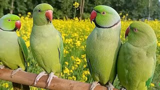 Ringneck Talking Parrot Natural SoundsVoice [upl. by Woodsum]