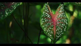 Colocasia xui Araceae a New Species from Xizang China [upl. by Keare19]