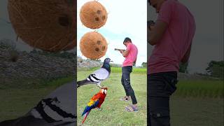 Rounding coconut to Duck Peacock Pigeonamp Parrot  Birds names magic videoshort [upl. by Lev]