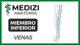 Anatomía de Miembro Inferior MMII  Venas Estrella de Scarpa [upl. by Ause]