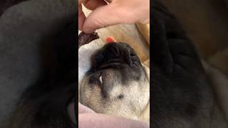 How Dogs Use Their Incredible Sense of Smell [upl. by Nylannej]