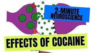 2Minute Neuroscience Effects of Cocaine [upl. by Eicnarf]