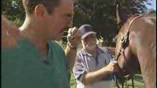 UC Davis Newswatch Horse vaccination [upl. by Kearney]