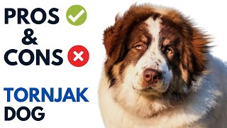 Tornjak Dog Pros and Cons  torɲâk Dog Dog Advantages and Disadvantages [upl. by Okihsoy589]