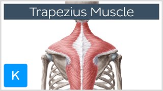 Trapezius Muscle  Origin Insertion Actions  Human Anatomy  Kenhub [upl. by Hollyanne]