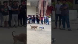 IITK techkriti robot vs dogs 🐕 [upl. by Annahpos]