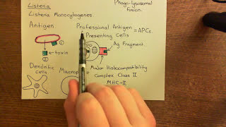 The Adaptive Immune Response and Immunosuppressants Part 2 [upl. by Cone]