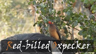 Redbilled Oxpecker Buphagus erythrorhynchus Bird Call  Stories Of The Kruger [upl. by Dickenson757]