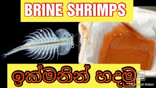 බ්‍රයින්සිම් ඉක්මනින් හදමු අනිවාරෙන් බලන්න successful hatching 2023 live foods brineshrimp [upl. by Aikemot]