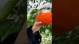 Harvest huge oranges in the snow fruitcutting naturallifeb satisfying [upl. by Ybba]