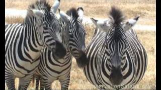 Ngorongoro Crater  Big Cats on Safari in Tanzania [upl. by Ahseia]