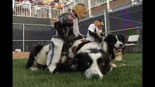 Cowboy Monkey Rodeo [upl. by Finny]