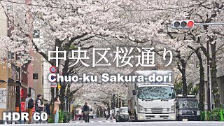 Cherry Blossom Stroll in Chuo Ward Tokyo [upl. by Archibold]