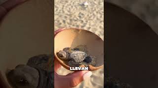 Estos Chicos Liberan Tortugas en la Orilla del Mar ❤️ [upl. by Deina]