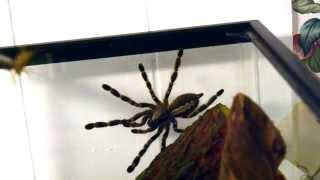 Indian Ornamental Poecilotheria regalis feeding with slow motion [upl. by Epoillac]