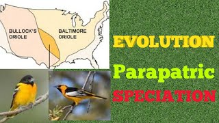 Evolution  Parapatric Speciation [upl. by Harimas]