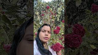 Mere Piche bahut Sundar jatadhari Phool Lage hue hain [upl. by Mellisent]